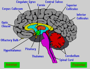 gymnastics-brain